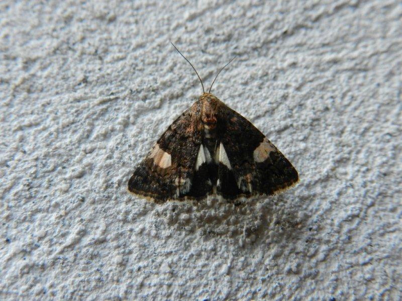 Noctuidae:  Tyta luctuosa ([Denis & Schiffermller], 1775) - Genova